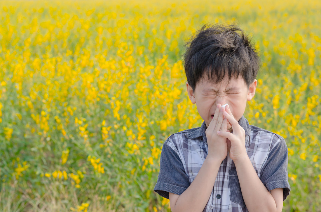 Support Options for Fall Allergies: Ragweed and Other Pollen Producers