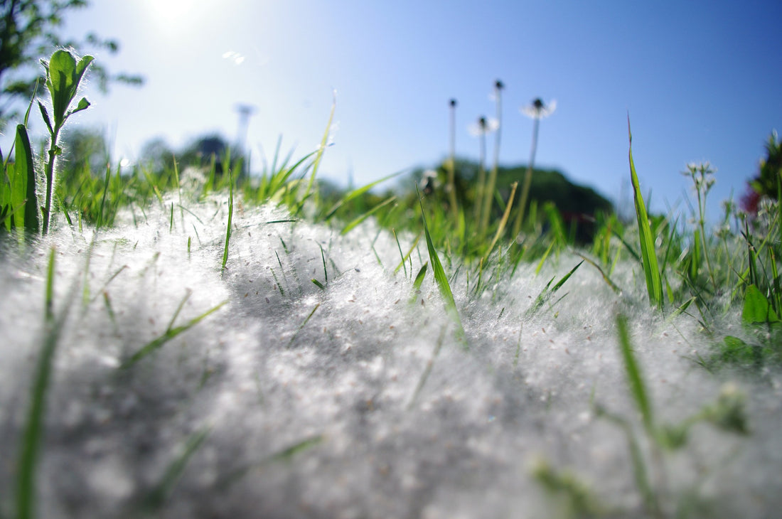 Got Allergies? Here's Some Simple Support For You!