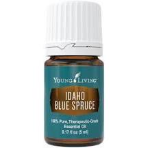 Idaho Blue Spruce